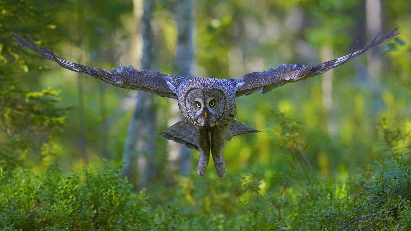 Great gray owl