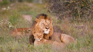 Leone con prole (© JasonPrince/iStock)(Bing Italia)