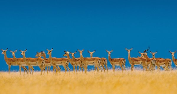 Alarmed impalas herd alert to danger in the Serengeti National Park, Tanzania