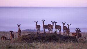 肯尼亚马赛马拉国家公园，一群黑斑羚 (© Jonathan & Angela Scott/Getty Images)(Bing China)