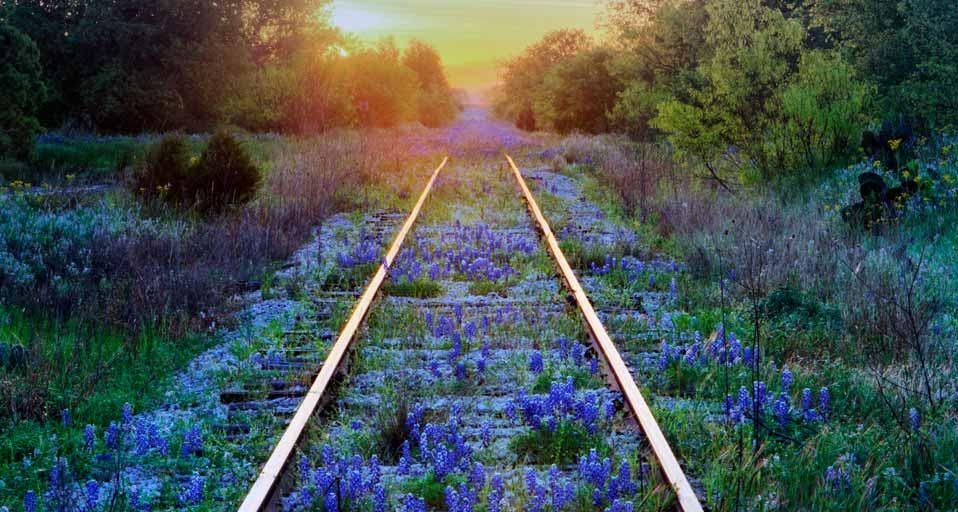 BlueBonnets