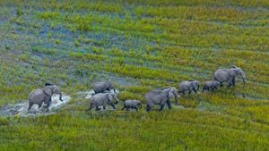奥卡万戈三角洲上的非洲草原象群，博茨瓦纳 (© Juan-Carlos Munoz/Minden Pictures)(Bing China)