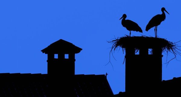 WhiteStork