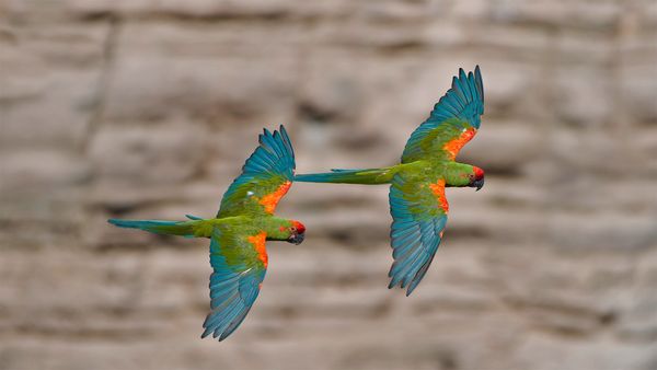 Red-fronted macaws in Omerque, Cochabamba, Bolivia