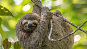 木の枝にぶら下がるナマケモノ, コスタリカ (© Harry Collins/Getty Images)(Bing Japan)