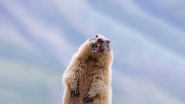 Alpine marmot, High Tauern National Park, Austria