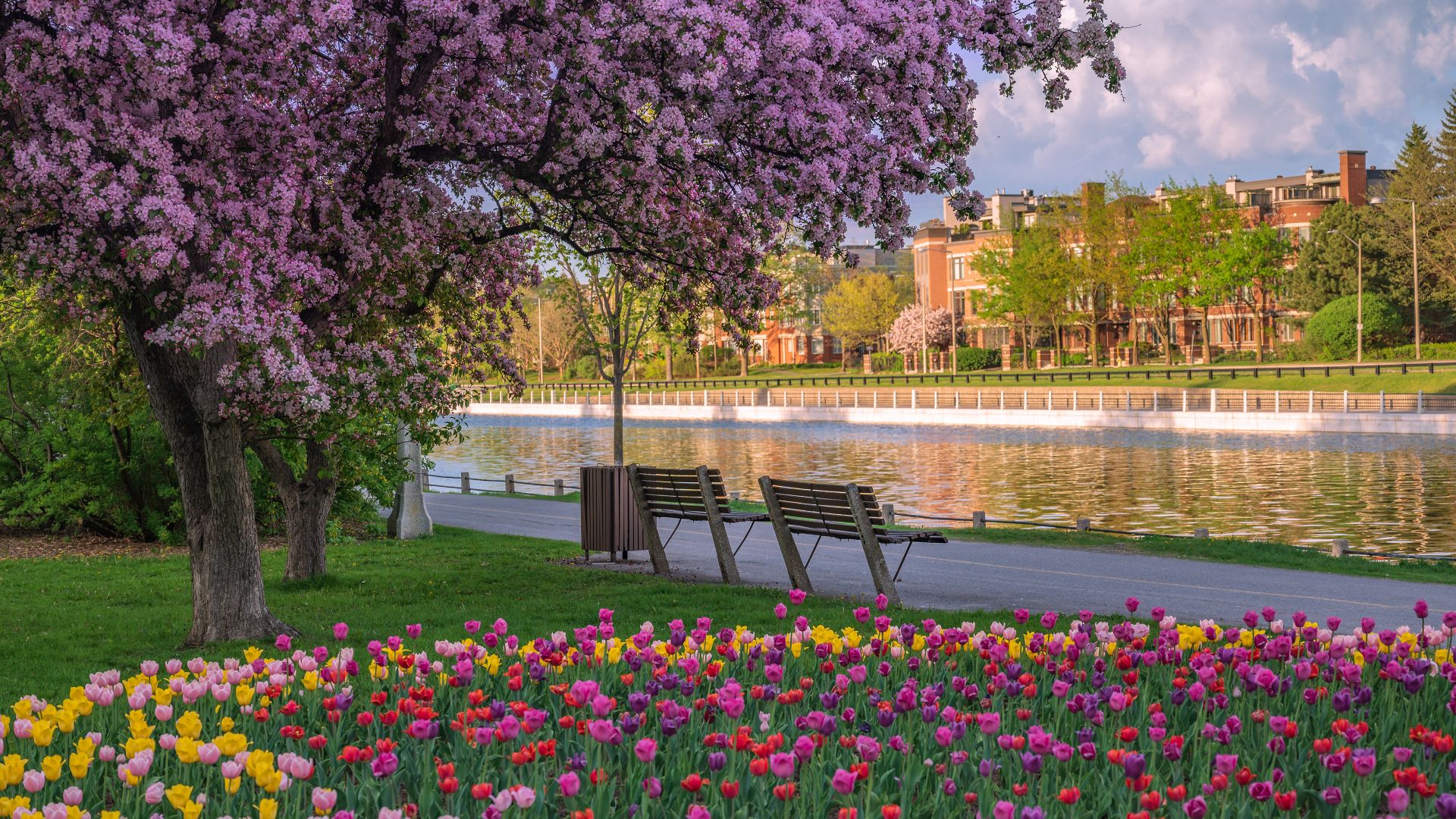 Tulips and cherry blossoms at the Rideau Canal, Ottawa, Ontario
