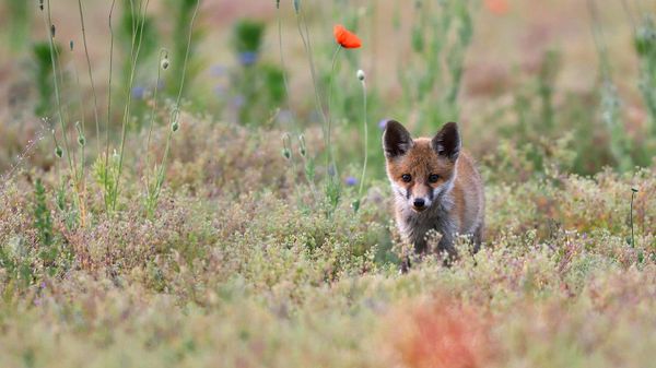 Young red fox with poppies, Lausitz, Saxony, Germany