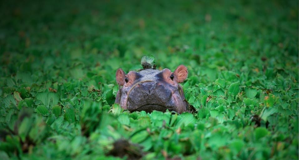 「川の中を歩くカバ」タンザニア, セレンゲティ国立公園
