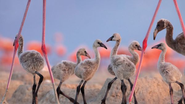 ｢ベニイロフラミンゴのヒナたち｣メキシコ, ユカタン半島