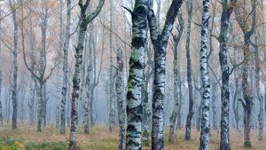 Weißbirkenwald (Betula pendula) im Herbstnebel, Deutschland (© Duncan Usher/Minden Pictures)(Bing Deutschland)