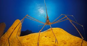 Arrow crab on a sponge in the Caribbean Sea (© Jurgen Freund/Aurora Photos) &copy; (Bing Australia)