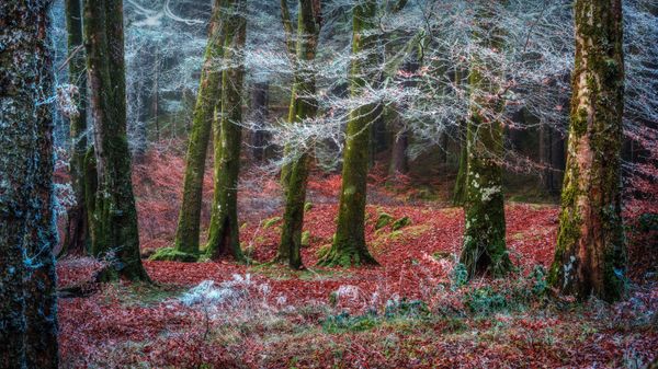 Forest near the village of Invergarry, Highlands