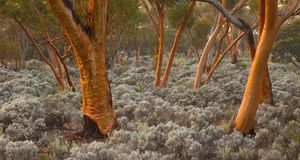 Eucalyptus salubris trees, Australia (© Ocean/Corbis) &copy; (Bing Australia)