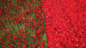 A field of knitted poppies at the RHS Chelsea Flower Show in 2016 (© Dan Kitwood/Getty Images)(Bing United Kingdom)
