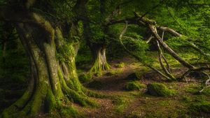 古老山毛榉树，格莱纳里夫森林公园，安特里姆郡，北爱尔兰 (© Dawid K Photography/Shutterstock)(Bing China)