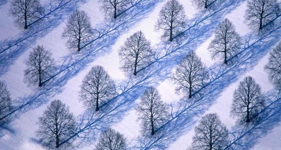 WinterTreeFarm