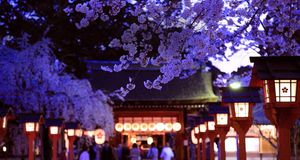 ｢平野神社の夜桜｣京都,  北区 -- JTB / Photolibrary &copy; (Bing Japan)