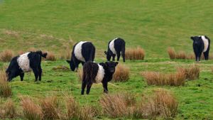 黑白相间的腰带盖洛韦牛，苏格兰 (© JohnFScott/Getty Images)(Bing China)