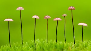 马鬃小皮伞，白俄罗斯 (© Máté/Nature Picture Library)(Bing China)