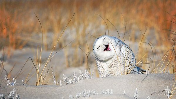 Snowy owl at Long Island, New York, USA
