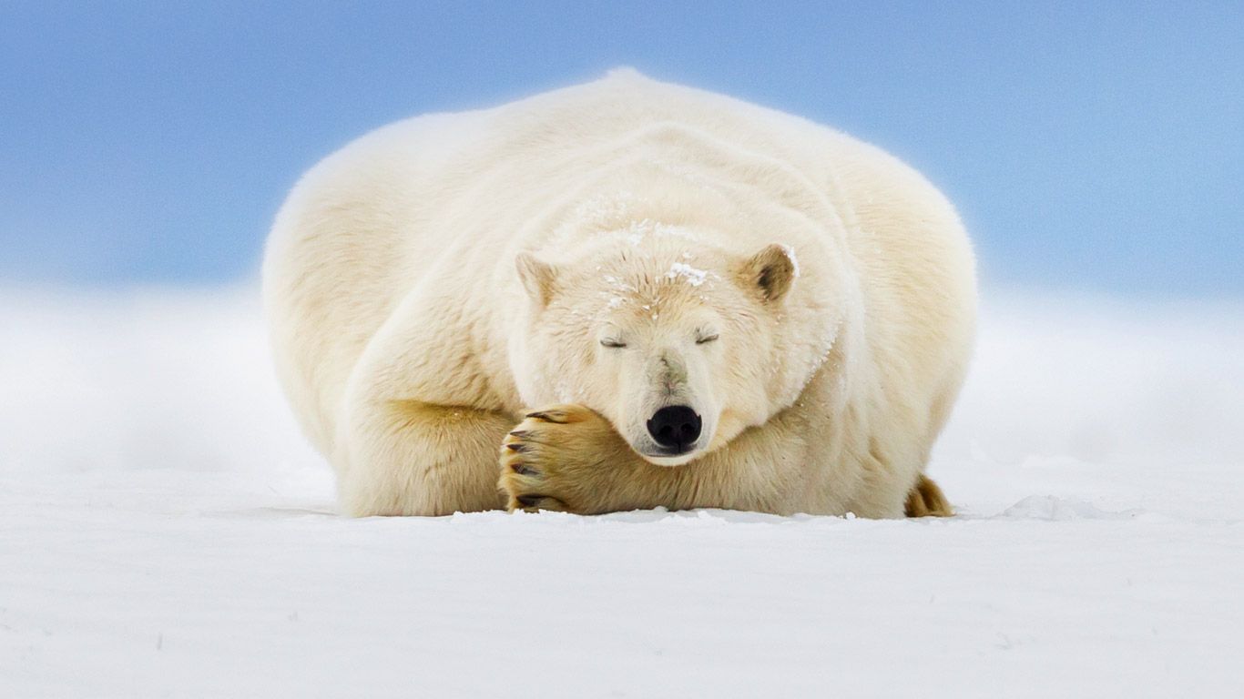 Ours blanc sur une île barrière de la mer de Beaufort, refuge faunique national Arctic, Alaska, États-Unis