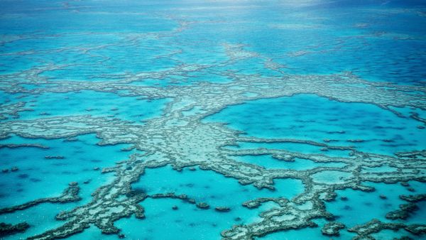 Grande Barriera Corallina, Queensland, Australia