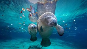 三姐妹泉中的西印度海牛妈妈和它的宝宝，美国佛罗里达州 (© James R.D. Scott/Getty Images)(Bing China)