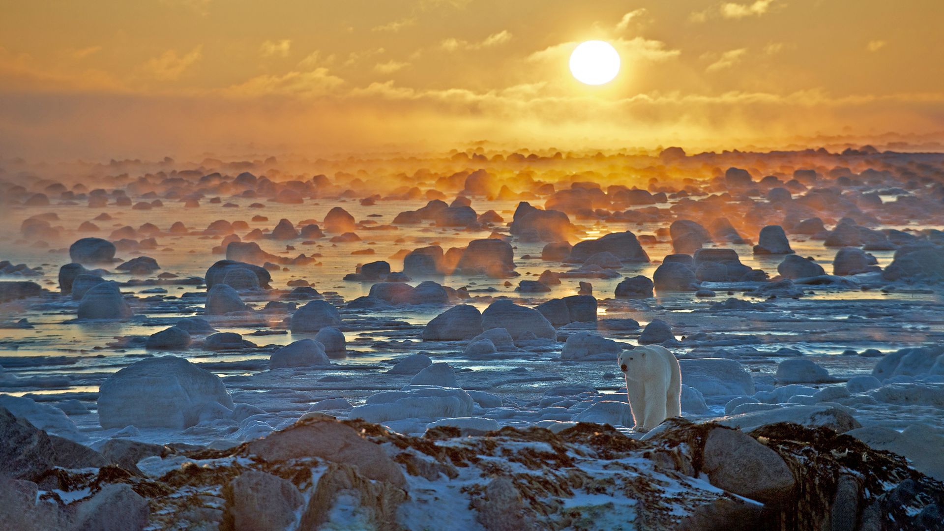Polar bear at the edge of Hudson Bay, Manitoba, Canada
