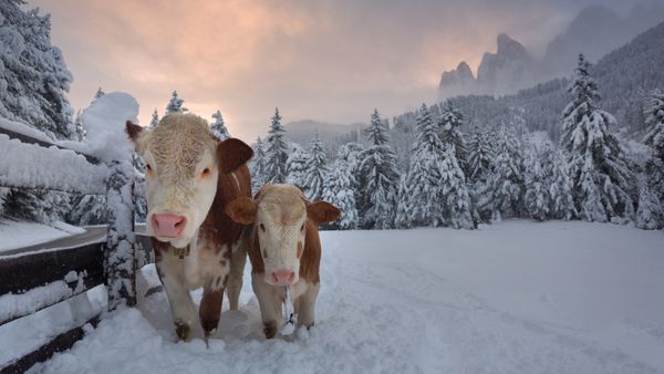 Mucche in una valle alpina a Santa Maddalena, Val di Funes, Dolomiti, Italia