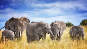 塔兰吉雷国家公园的非洲象家族，坦桑尼亚 (© Vicki Jauron, Babylon and Beyond Photography/Getty Images)(Bing China)