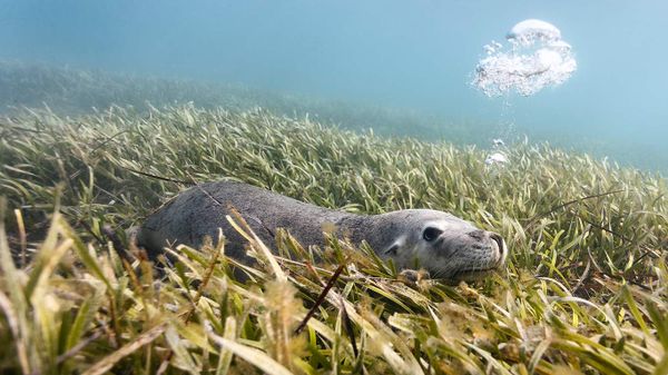 Australian sea lion lying on bed of sea grass, Carnac Island, Western Australia