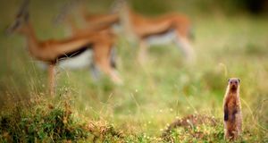 ｢シママングースとトムソン・ガゼル｣ケニア, マサイ・マラ国立保護区 -- Federico Veronesi/Getty Images &copy; (Bing Japan)