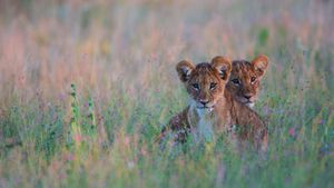 藏在高高的草丛中的狮子幼崽，博茨瓦纳卡拉哈里沙漠 (© Jami Tarris/Getty Images)(Bing China)