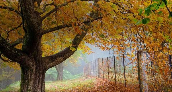 AutumnTrees