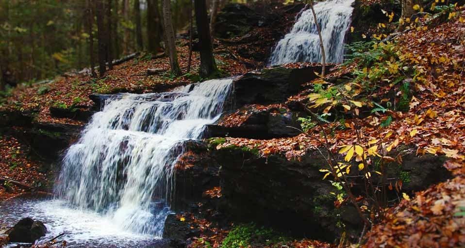ForestFalls