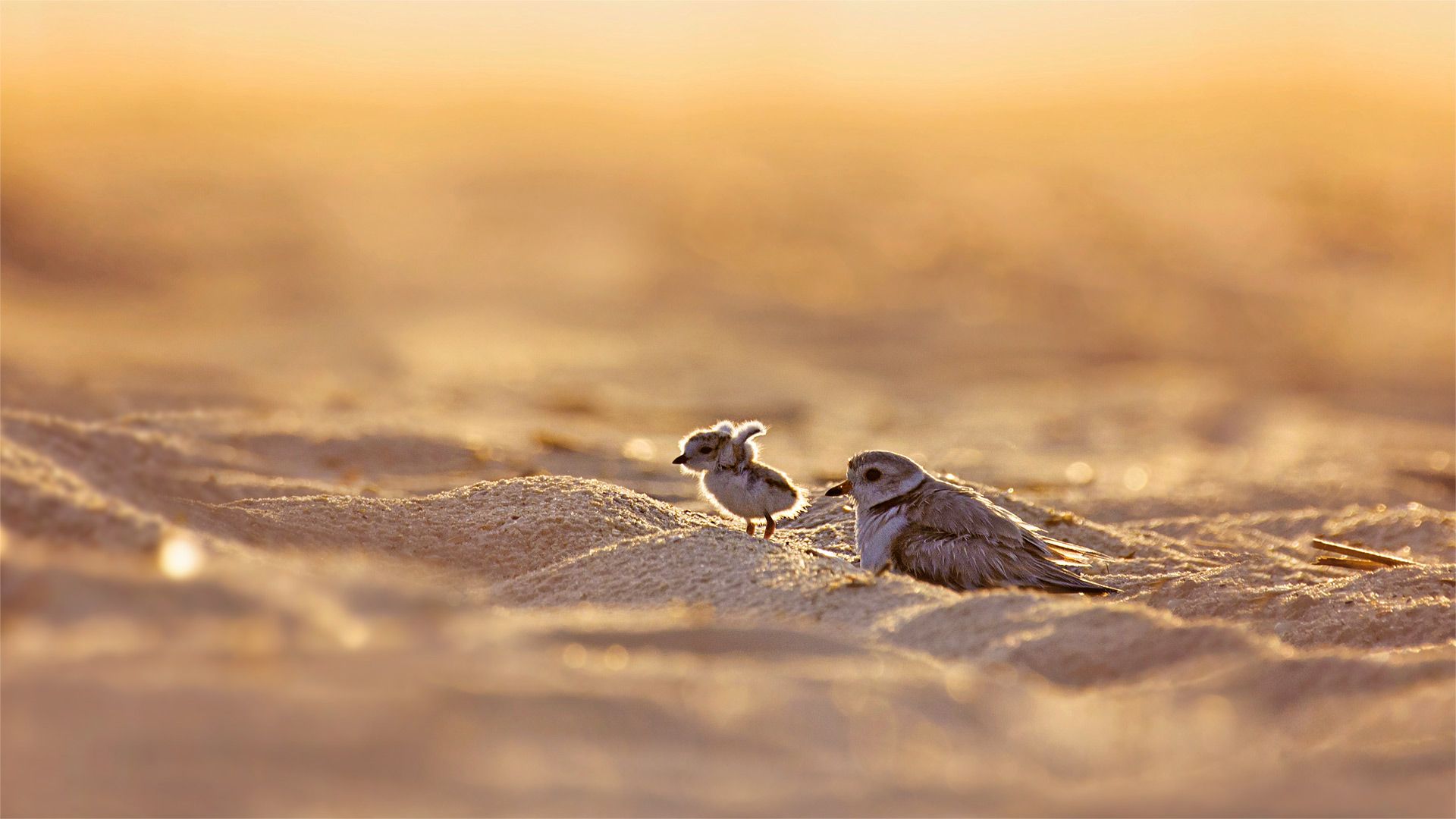 Piping plover and its chick on Jones Beach Island, New York