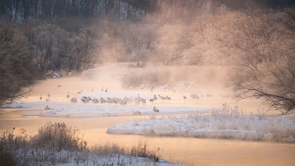 音羽橋から見る川霧に佇むタンチョウ, 北海道 阿寒郡