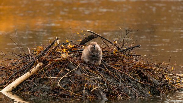 North American beaver, Moran, Wyoming, United States