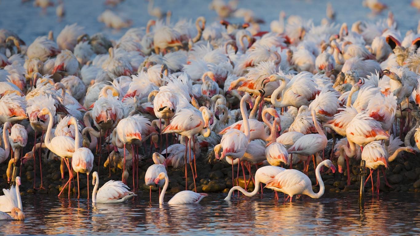 Colonie de flamants roses en Camargue, Bouches-du-Rhône, PACA