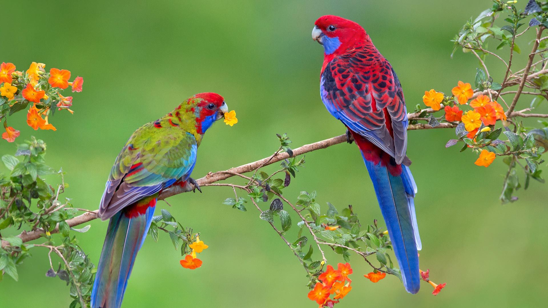 Crimson rosella with juvenile, Victoria, Australia