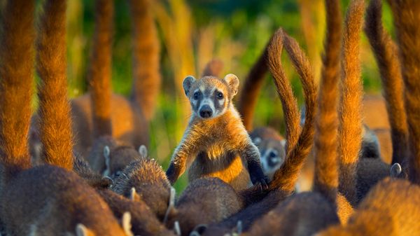 Coati de l’île de Cozumel, île de Cozumel, Mexique
