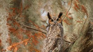 Great horned owl near Lake Tohopekaliga, south of St. Cloud, Florida (© Matthew Studebaker/Minden Pictures)(Bing New Zealand)