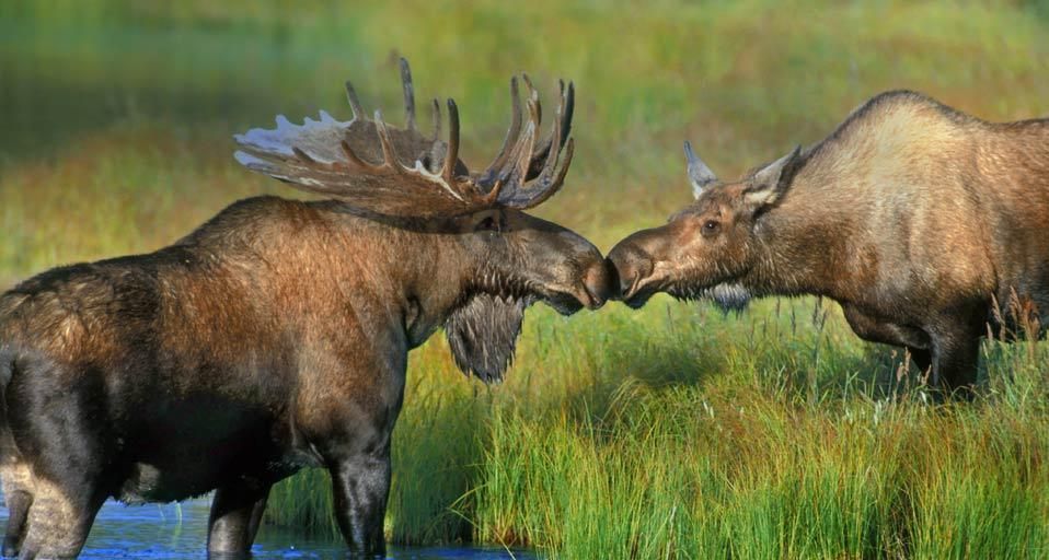 Pair of moose near Wonder Lake in Denali National Park, Alaska, USA