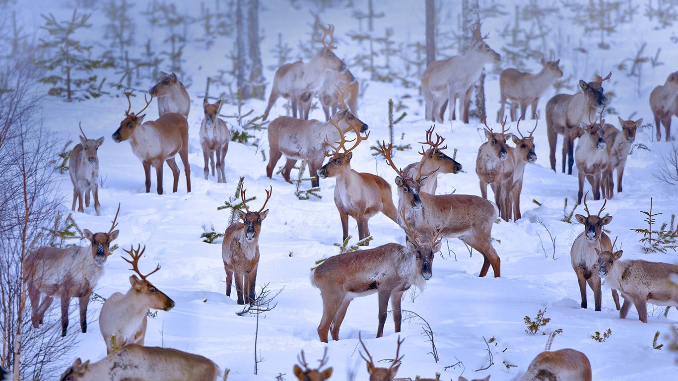 Reindeer near Oulu, Finland