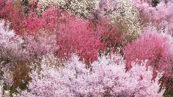｢花見山公園｣福島, 福島市