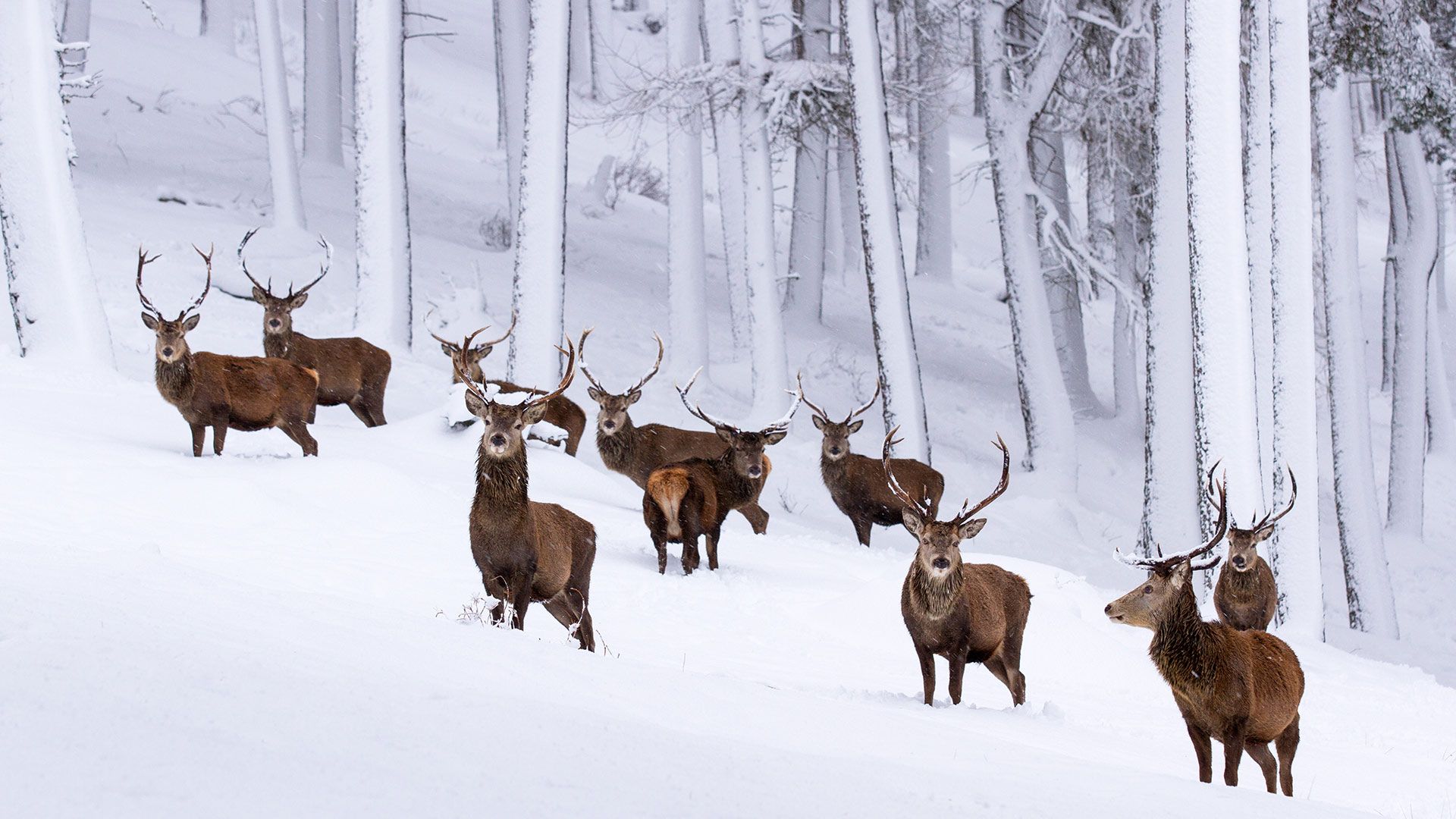 Herd of red deer stags in a snow-covered pine forest, Cairngorms National Park
