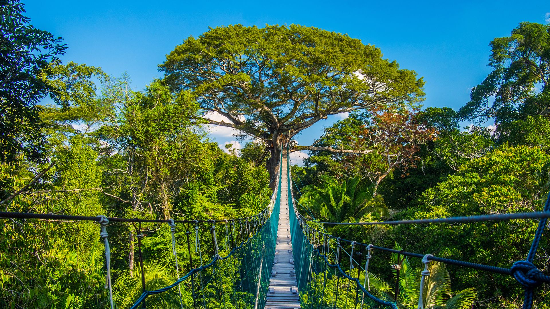 Avventura sul ponte sospeso nell'Amazzonia peruviana, Riserva Naturale di Tambopata, Perù