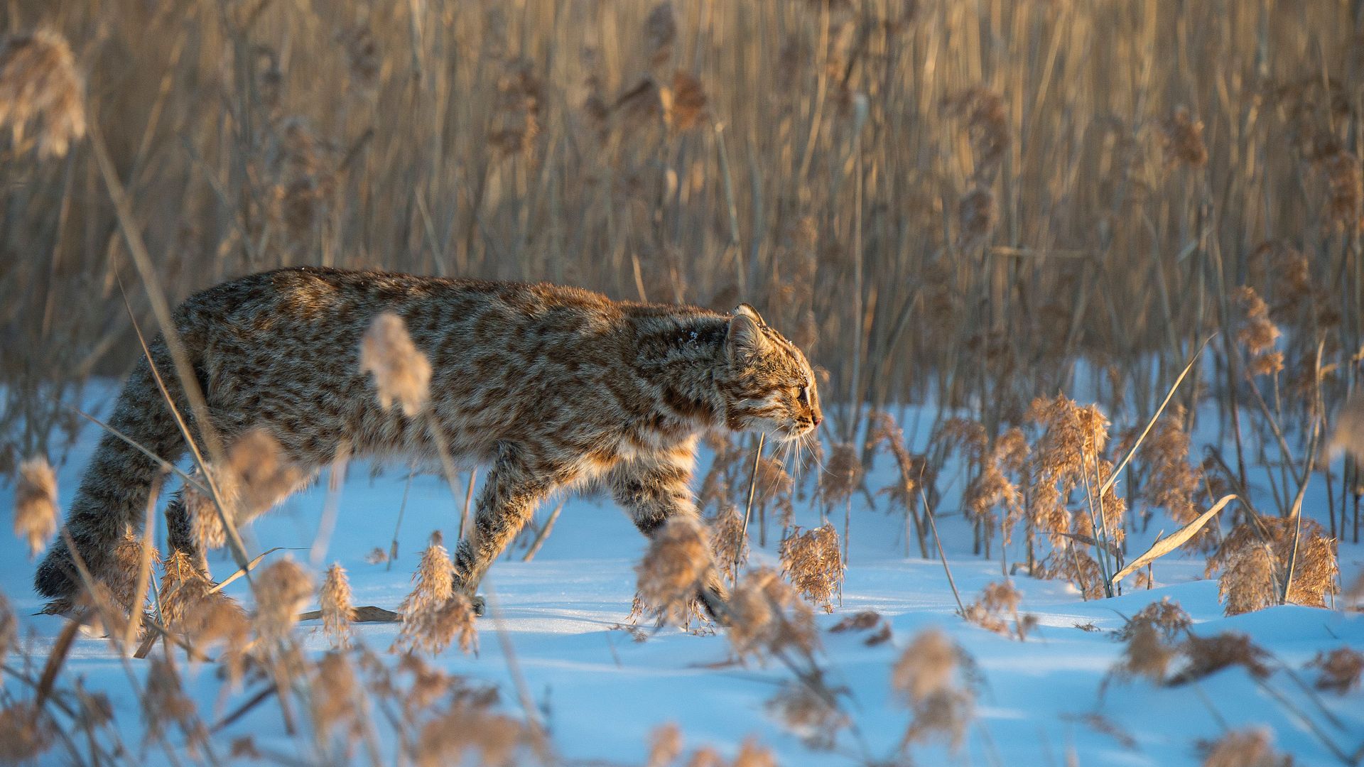 Gatto leopardo dell'Amur, Russia