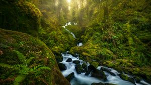 Cascade dans le parc national Olympic, État de Washington, États-Unis (© Chris Moore/TANDEM Stills + Motion)(Bing France)